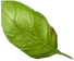 green_0000_1.png