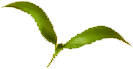 green_0004_5.png